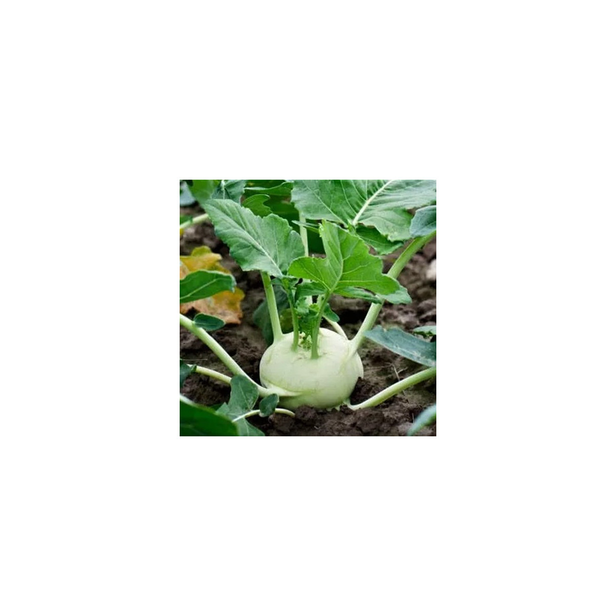 Kedluben Korfu F1 - Brassica oleracea L. - semena kedlubnu - 50 ks