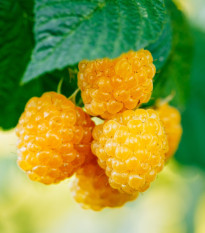 Maliník žlutý - Rubus idaeus - prostokořenná sazenice maliníku - 1 ks