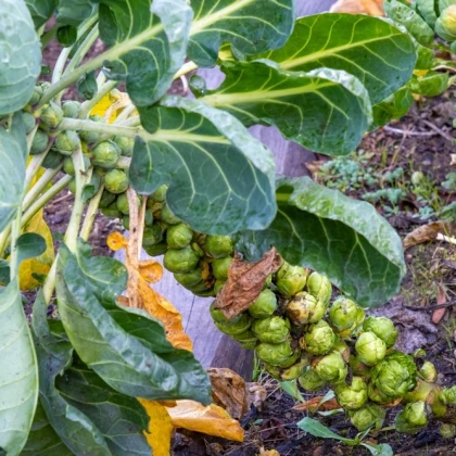 BIO Kapusta růžičková Groninger - Brassica oleracea - semena kapusty - 50 ks