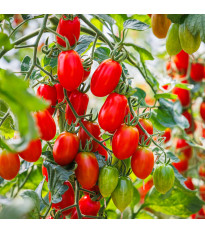 Rajče Roma - Solanum lycopersicum - semena rajčete - 65 ks