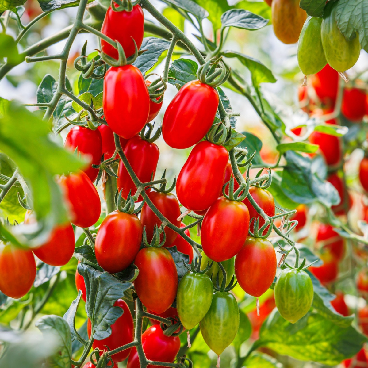Rajče Roma - Solanum lycopersicum - semena rajčete - 65 ks