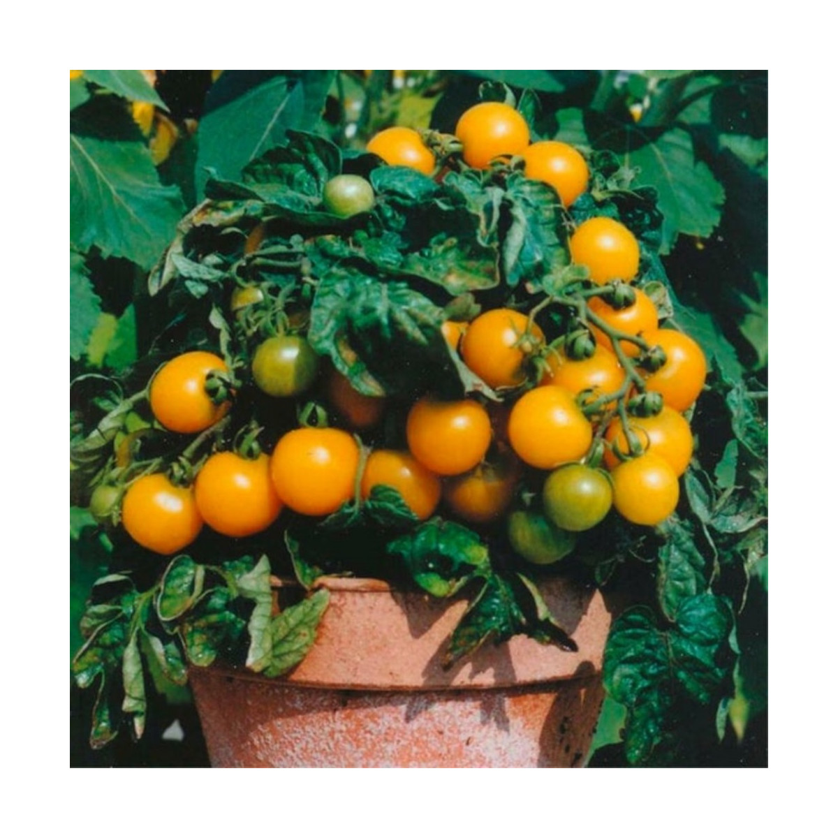 Rajče Venus - Solanum lycopersicum - semena rajčete - 10 ks