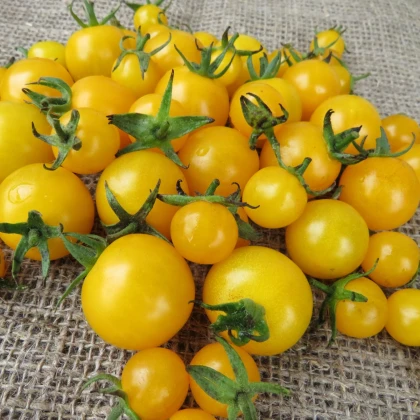 Rajče Goldkrone - Solanum lycopersicum - semena rajčete - 10 ks