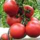 Harzfeuer paradicsom – Solanum lycopersicum – paradicsom magok – 6 db
