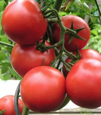 Harzfeuer paradicsom – Solanum lycopersicum – paradicsom magok – 6 db
