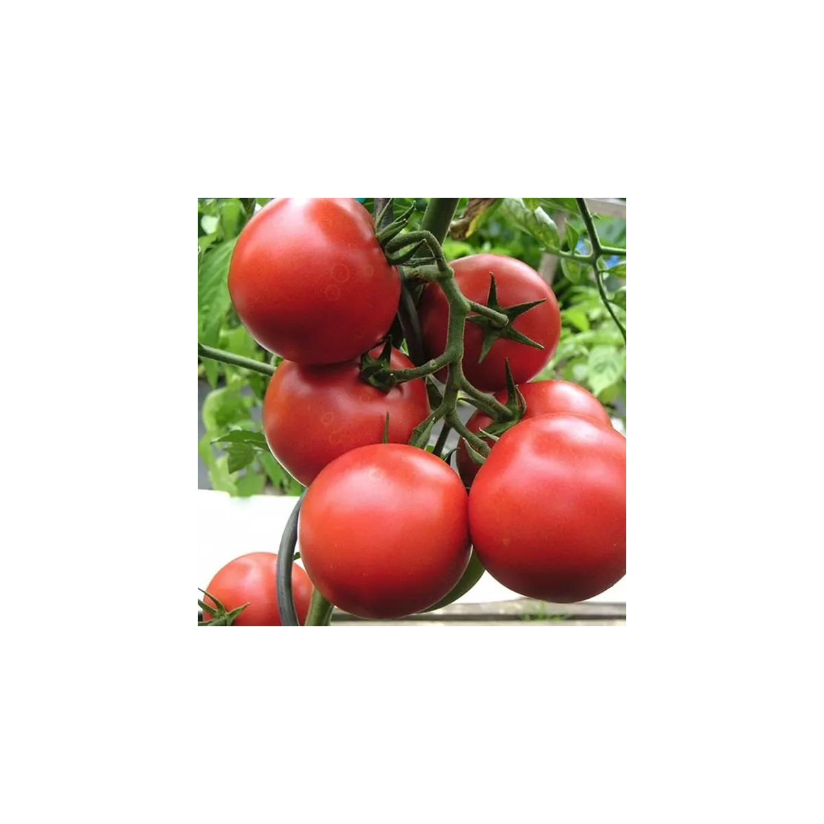 Rajče Harzfeuer F1 - Solanum lycopersicum - semena rajčete - 6 ks