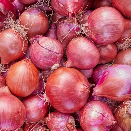 Cibule šalotka Camelot F1 - Allium cepa