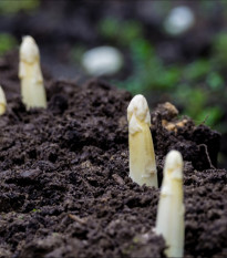 Argenteuil gyógyi spárga fehérítéshez – Asparagus officinalis – spárgamag – 30 db