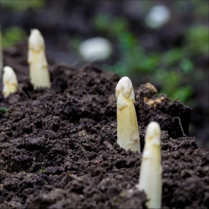 Argenteuil gyógyi spárga fehérítéshez – Asparagus officinalis – spárgamag – 30 db