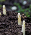 Argenteuil gyógyi spárga fehérítéshez – Asparagus officinalis – spárgamag – 30 db
