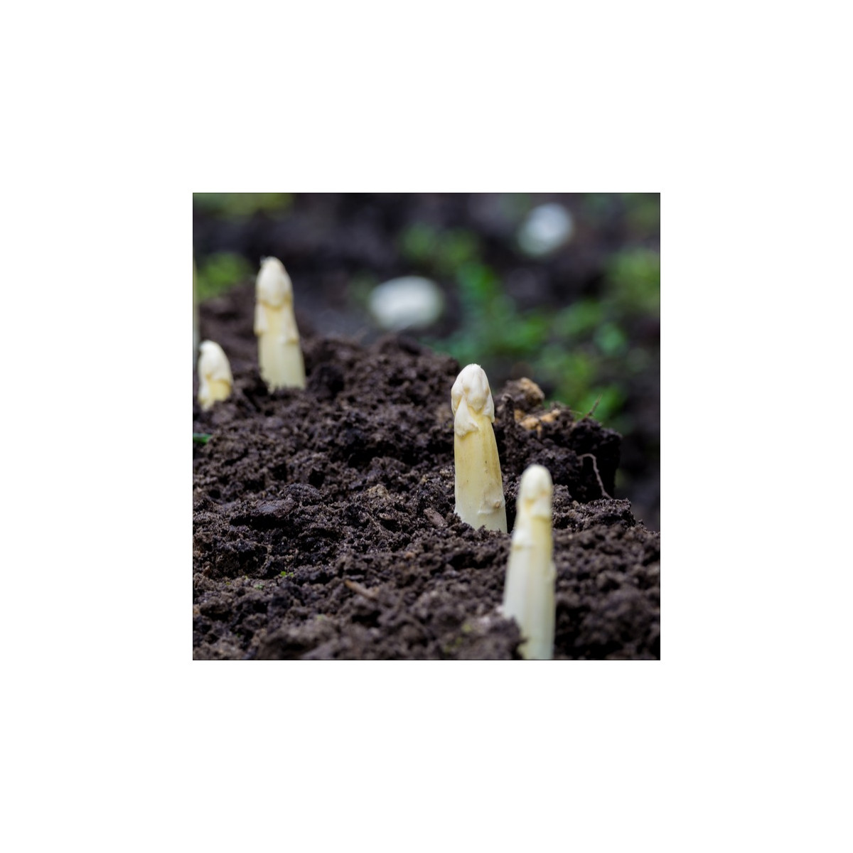 Argenteuil gyógyi spárga fehérítéshez – Asparagus officinalis – spárgamag – 30 db