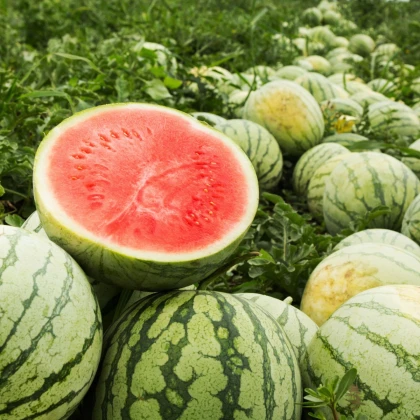 Meloun vodní Tigrimini F1 - Citrullus lanatus - semena melounu - 5 ks