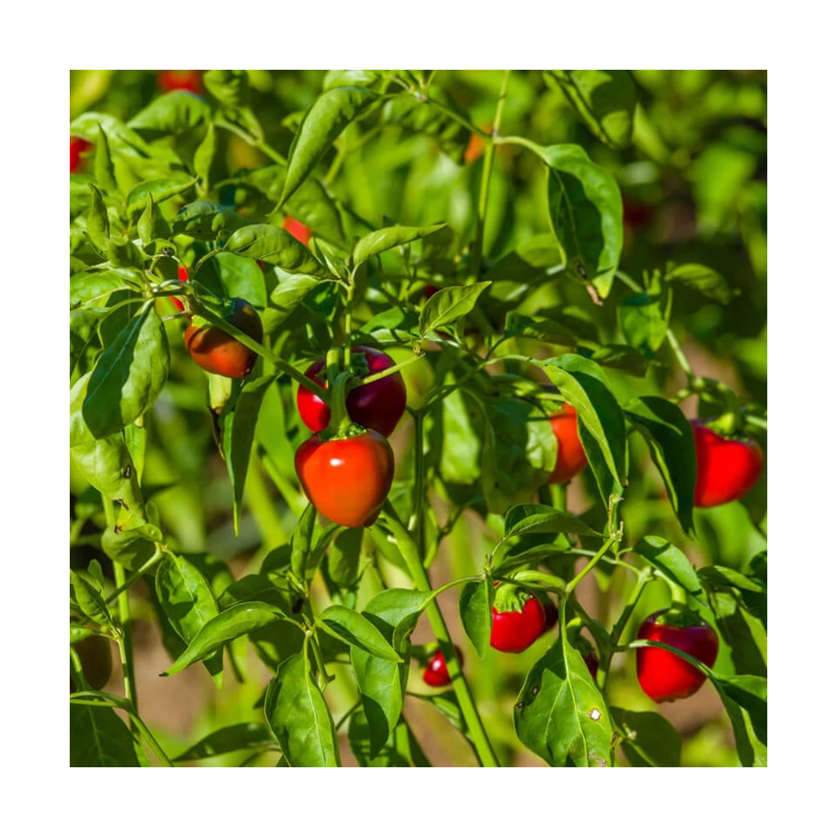 Chilli Korál - Capsicum annuum - semena chilli - 40 ks