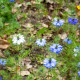 BIO Černucha damašská - Nigella damascena - bio semena černuchy - 50 ks