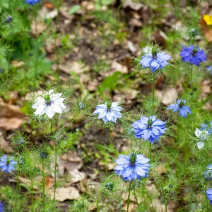 BIO Černucha damašská - Nigella damascena - bio semena černuchy - 50 ks