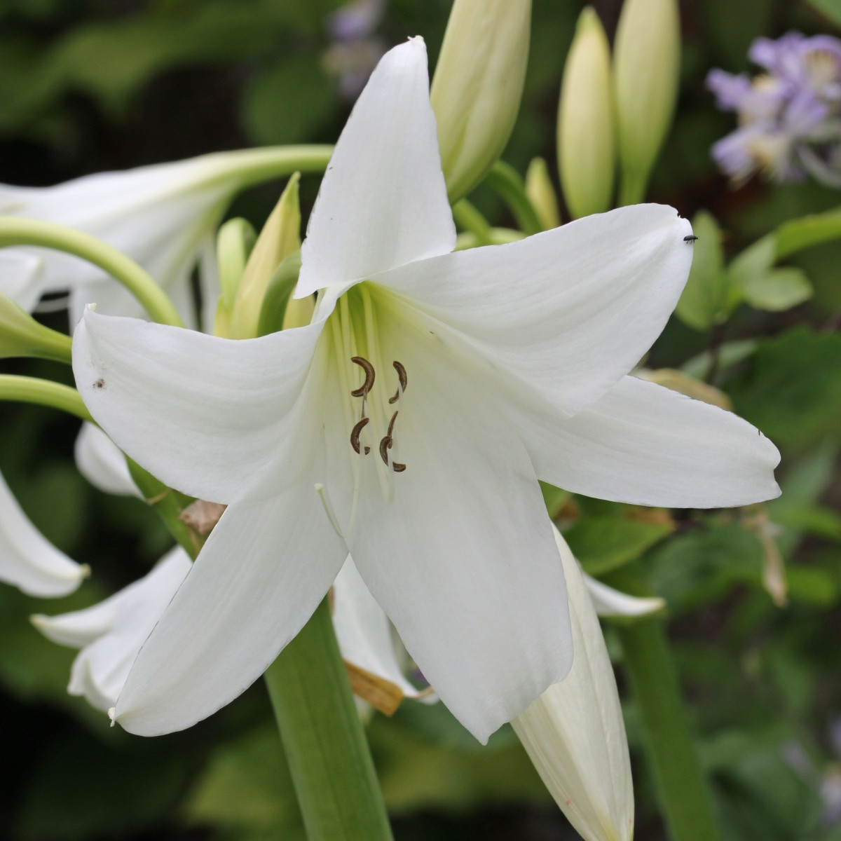 Křín Powellii bílý - Crinum Powellii album - cibule křínu - 1 ks