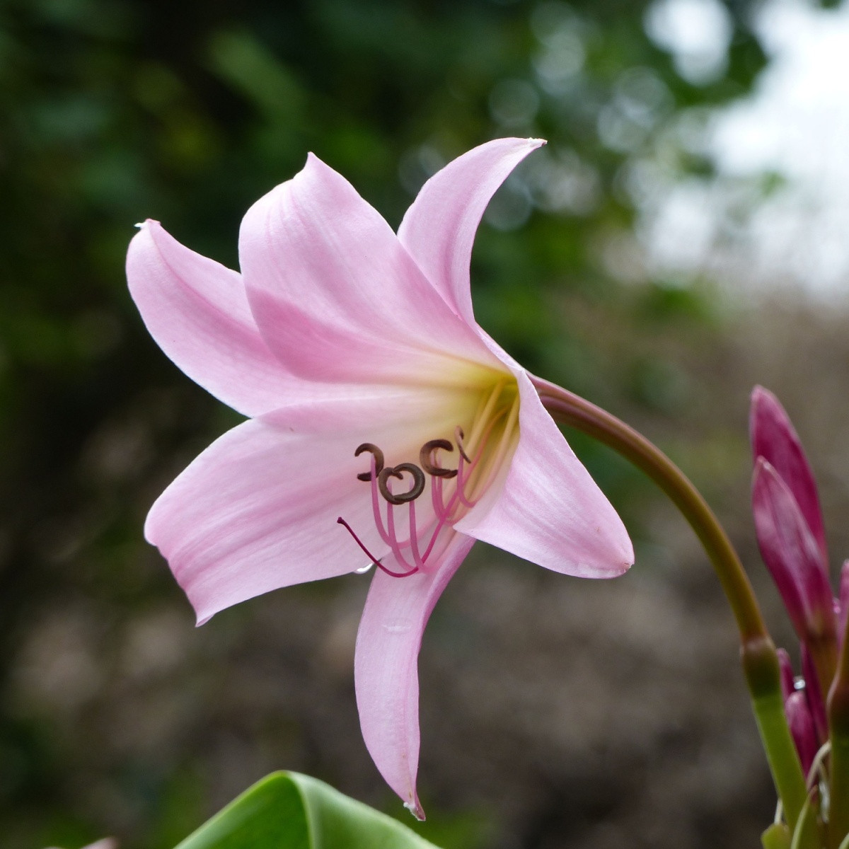 Křín Powellii růžový - Crinum Powellii rosea - cibule křínu - 1 ks