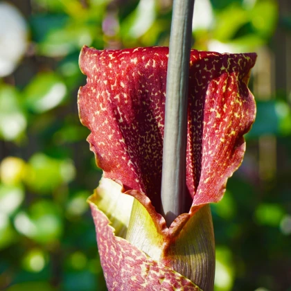 Úžovník nicí - Sauromatum venosum - cibule úžovníku - 1 ks