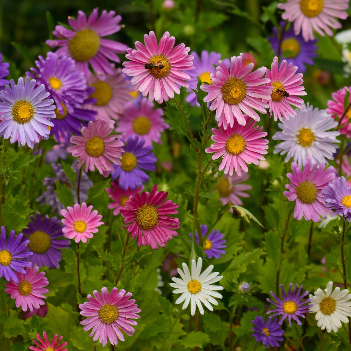 BIO Astra čínská směs - Callistephus chinensis - bio semena astry - 50 ks