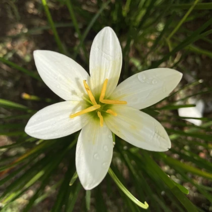 Dešťová lilie - Zephyrantes candida - cibule lilie - 3 ks