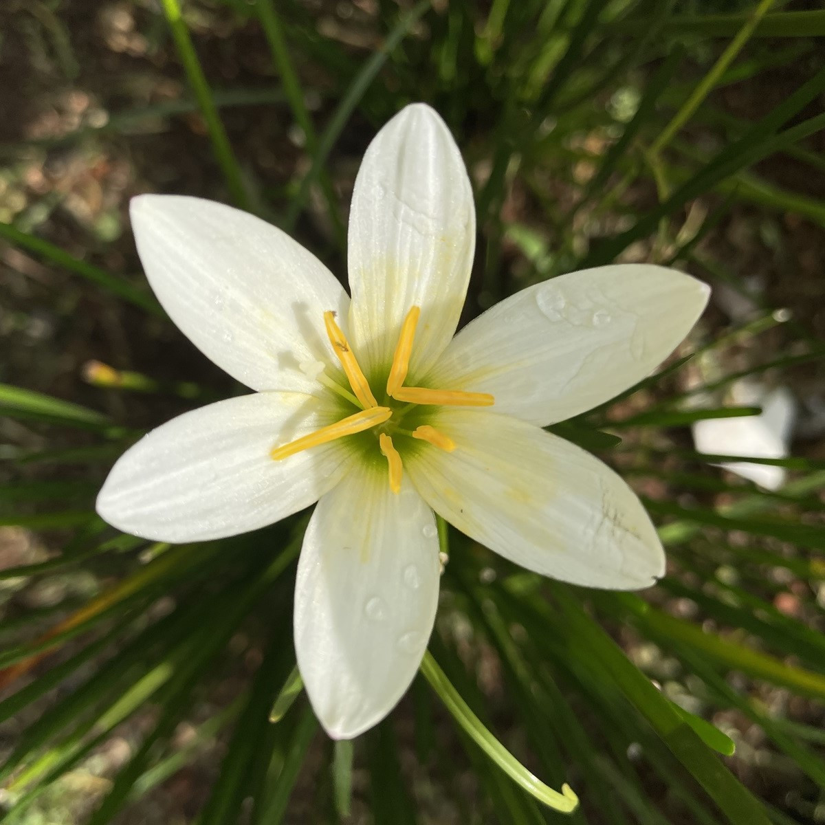 Dešťová lilie - Zephyrantes candida - cibule lilie - 3 ks