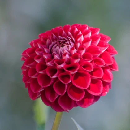 Jiřinka Glow - Dahlia - hlízy jiřinky - 1 ks
