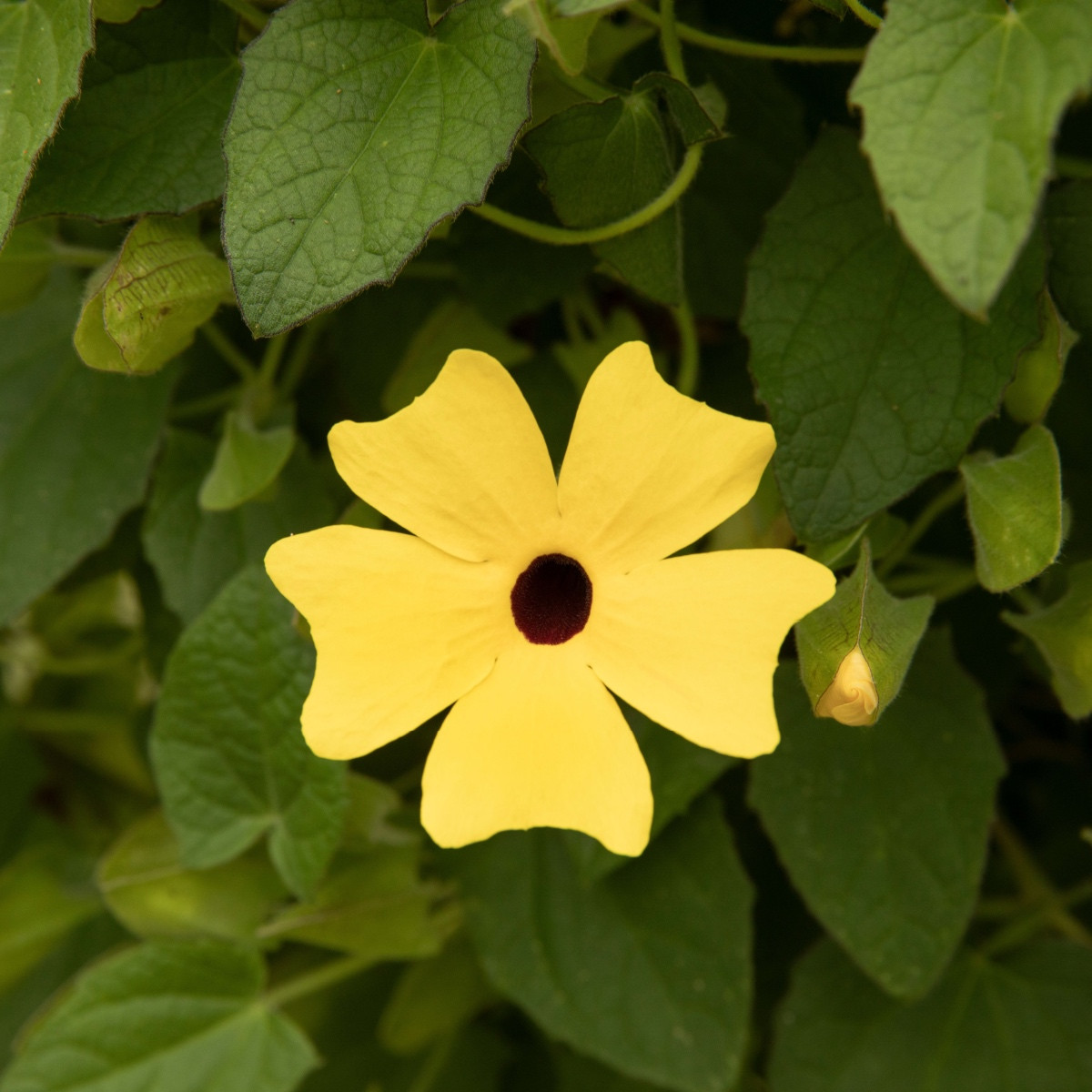 Smatovka křídlatá žlutá - Thunbergia alata - semena smatovky - 15 ks