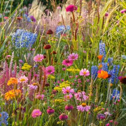 Červená louka červánková - semena Planta Naturalis - směs - 10 g