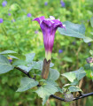 Durman metelový Double Purple - Datura metel - semena durmanu - 5 ks