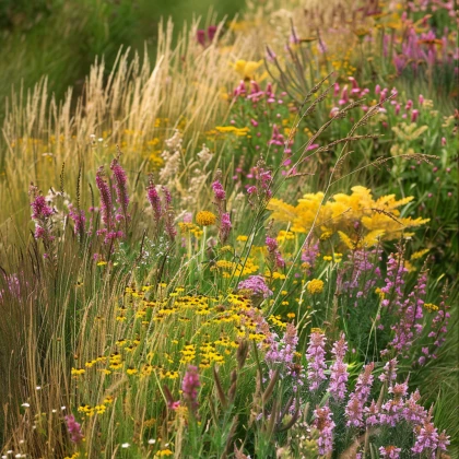 Žlutá louka - semena Planta Naturalis - směs - 10 g
