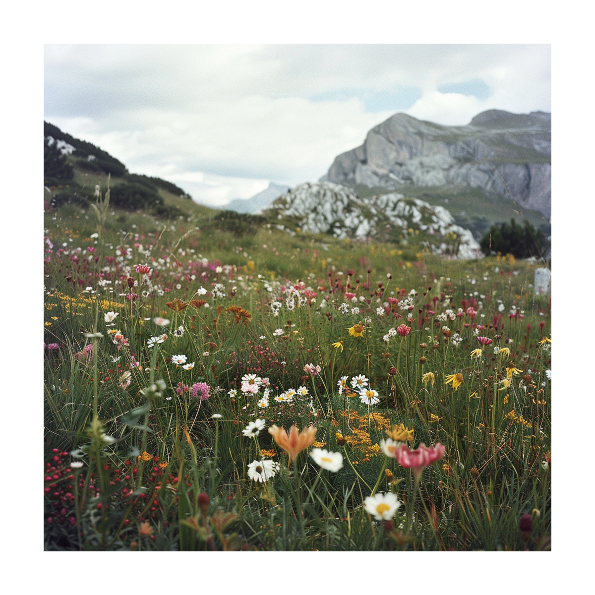 Horská louka - semena Planta Naturalis - směs - 40 g