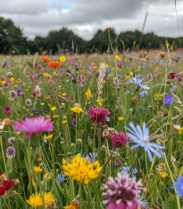 Mezei virágok a növényzet gazdagítására - Planta Naturalis magok - keverék - 40 g