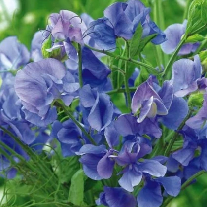 Hrachor vonný královský modrý - Lathyrus odoratus - semena hrachoru - 20 ks