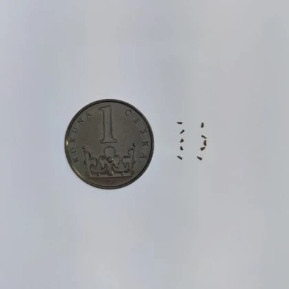 Semena jsou velice drobná