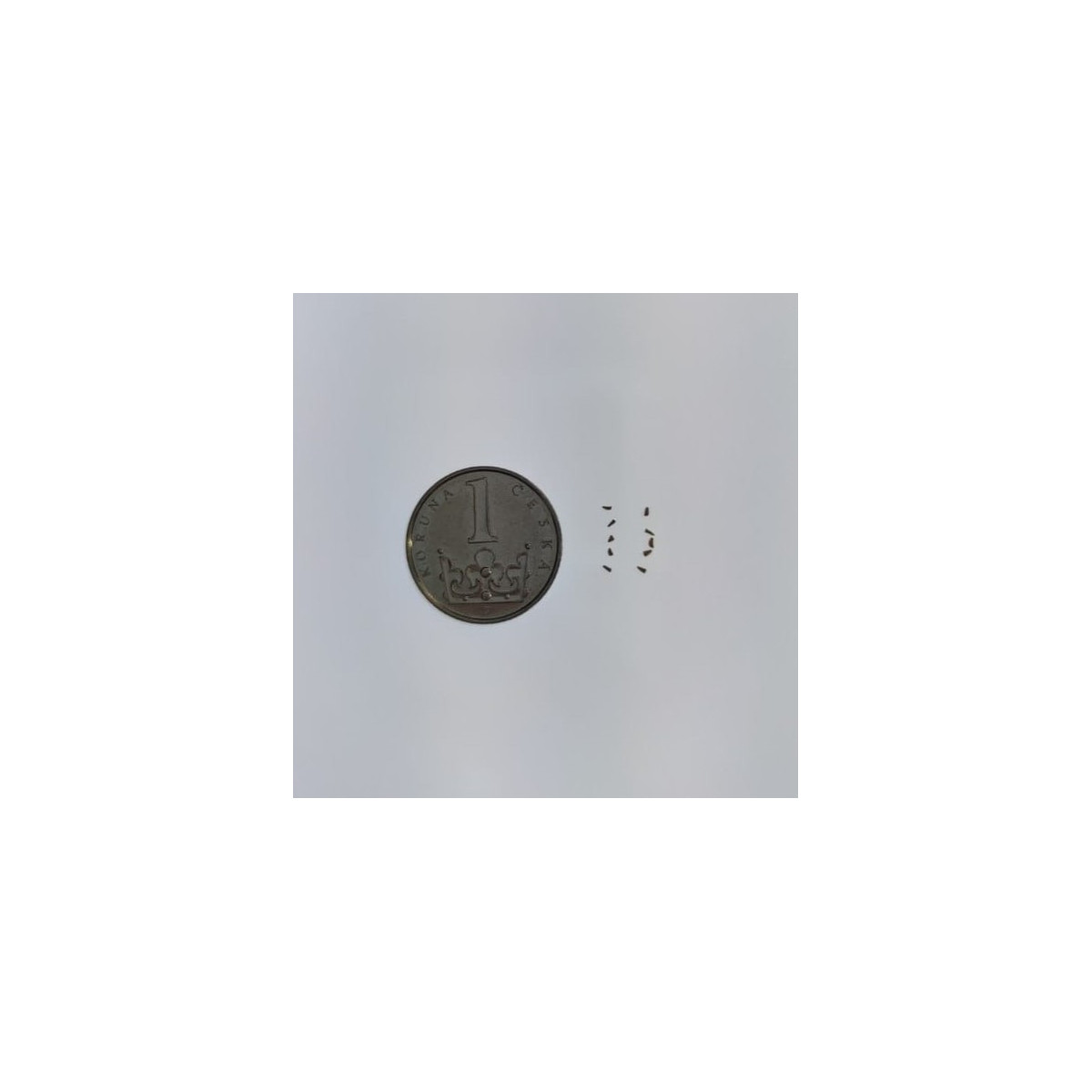 Semena jsou velice drobná