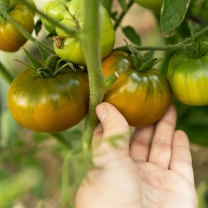 Rajče Cherokee - Solanum lycopersicum - semena rajčete - 7 ks