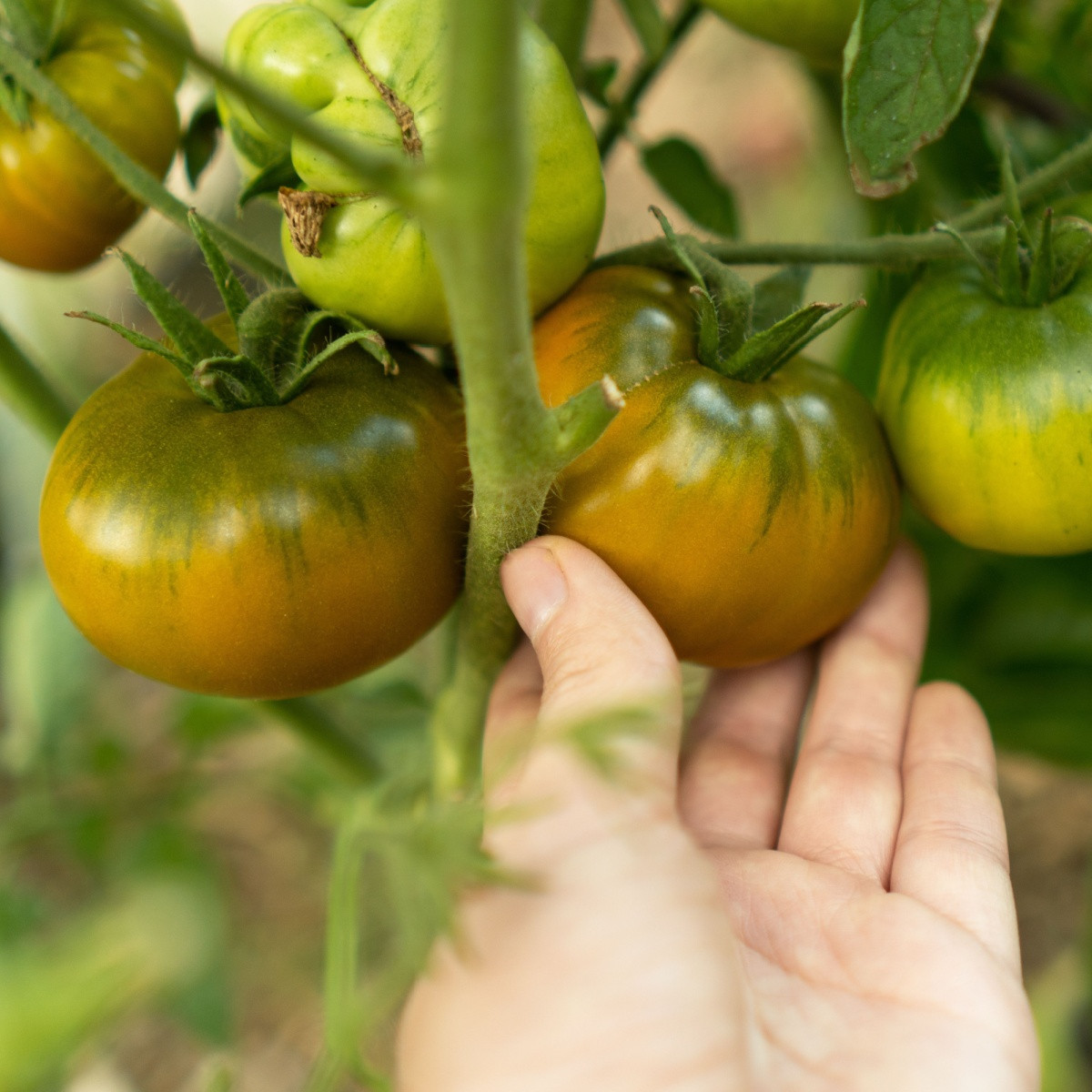 Rajče Cherokee - Solanum lycopersicum - semena rajčete - 7 ks