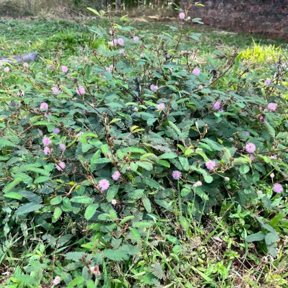 Citlivka stydlivá - Mimosa pudica - semena citlivky - 5 ks