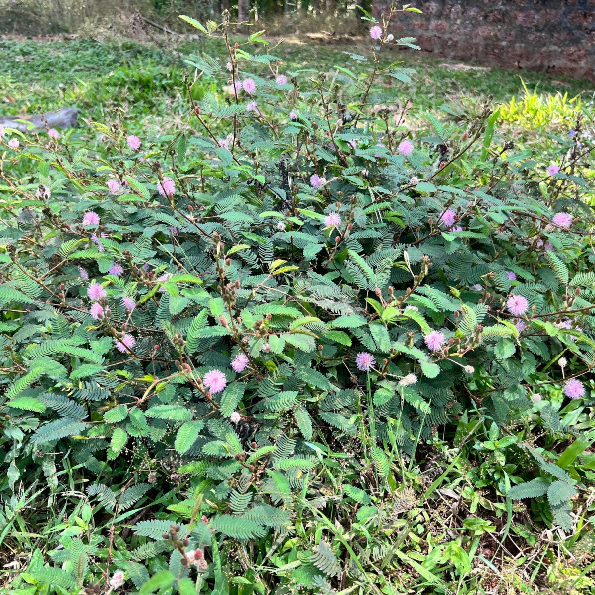 Citlivka stydlivá - Mimosa pudica - semena citlivky - 5 ks