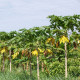 Papája červená - Carica papaya - semena papáji - 5 ks