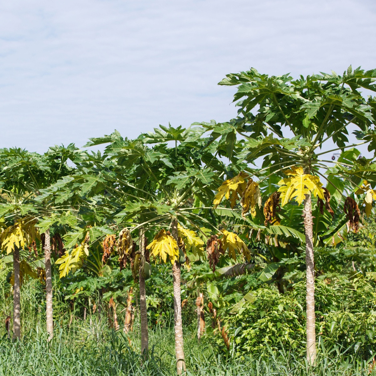 Papája červená - Carica papaya - semena papáji - 5 ks