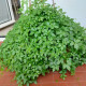 Ženšen pětilistý - Gynostemma pentaphyllum - semena ženšenu - 7 ks