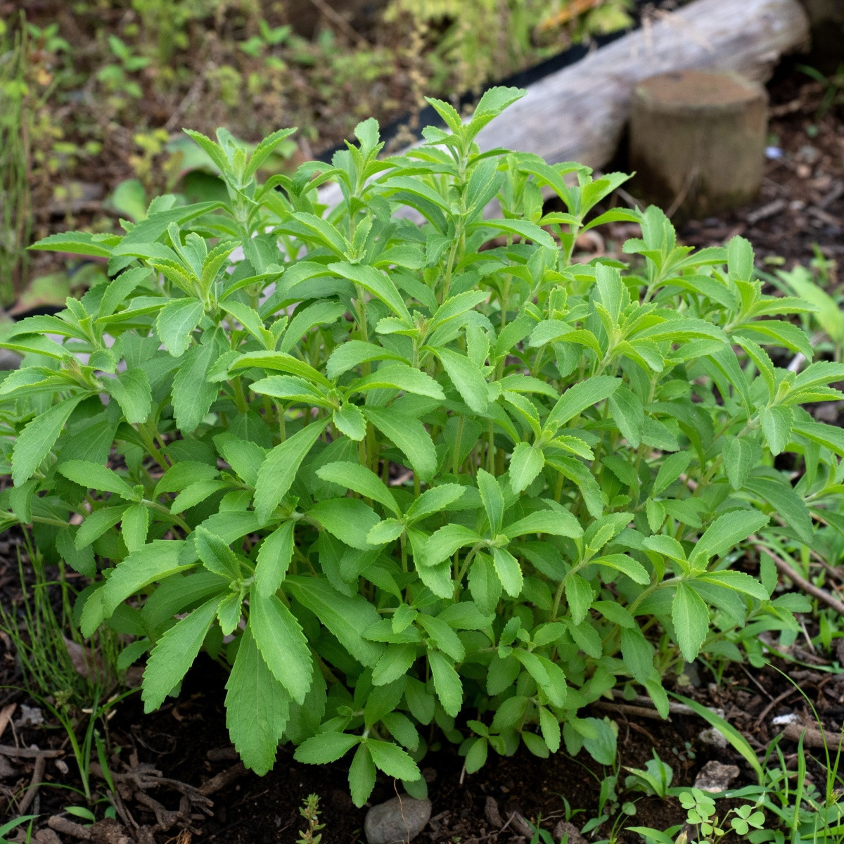Stévie sladká - Stevia rebaudiana - semena stévie - 15 ks