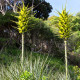 Puja – Puya chilensis – puya magok – 20 db