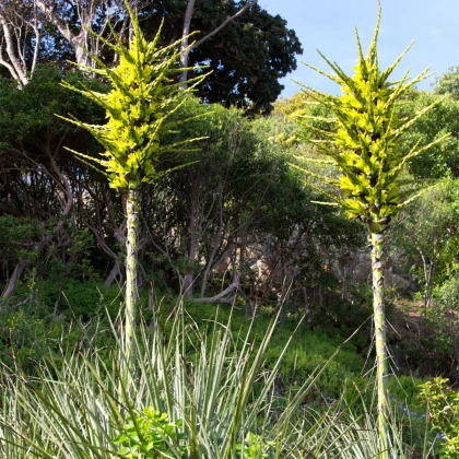 Puja - Puya chilensis - semena puyi - 5 ks