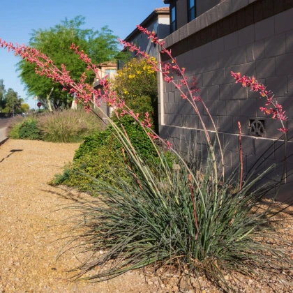 Juka piros - Hesperaloe parviflora - juka magok - 6 db