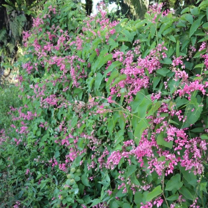 Mexikói antigonon – Antigonon leptopus – antigonon magok – 15 db