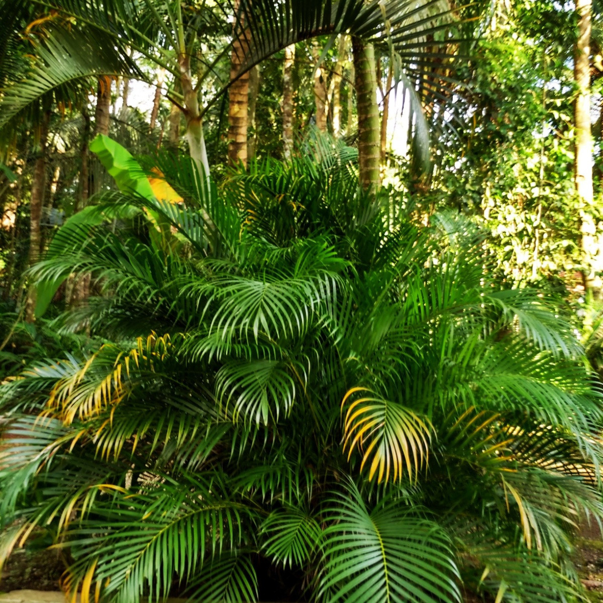 Palma Ptychosperma - Ptychosperma sp. Black fruit - semena palmy - 3 ks