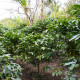 Kávovník arabský - Coffea arabica - semena kávovníku - 5 ks