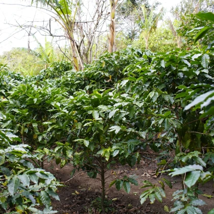 Kávovník arabský - Coffea arabica - semena kávovníku - 5 ks